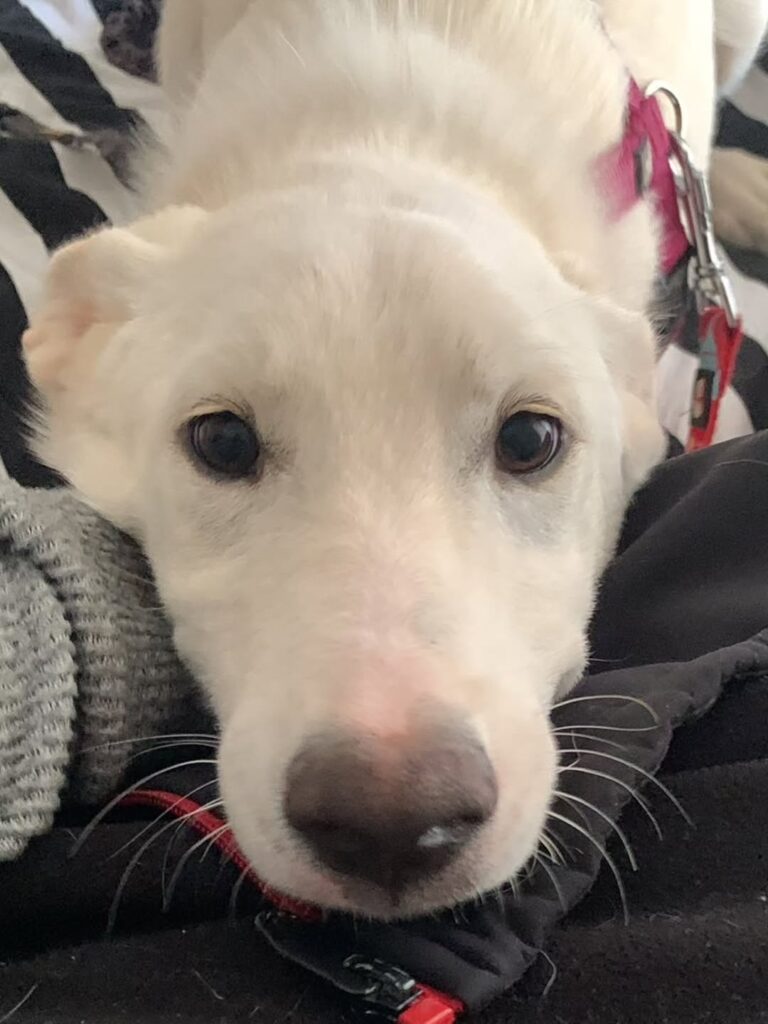 Happy End für zwei weitere Hundekinder aus Kroatien – Bild 1