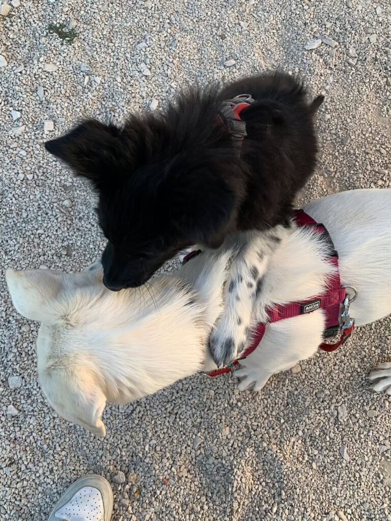 Happy End für zwei weitere Hundekinder aus Kroatien – Bild 2