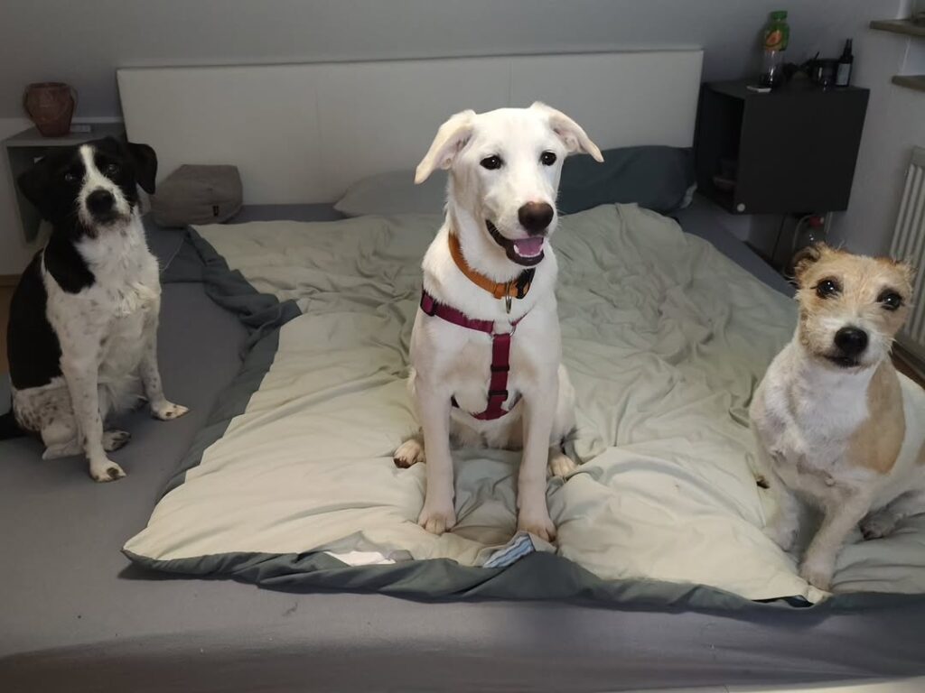 Happy End für zwei weitere Hundekinder aus Kroatien – Bild 3