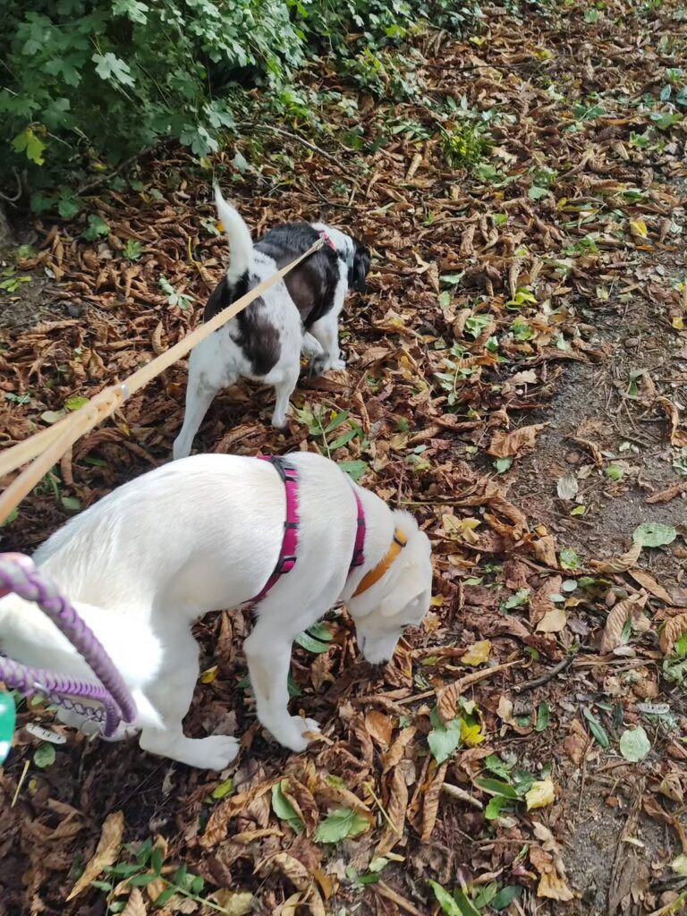 Happy End für zwei weitere Hundekinder aus Kroatien – Bild 4