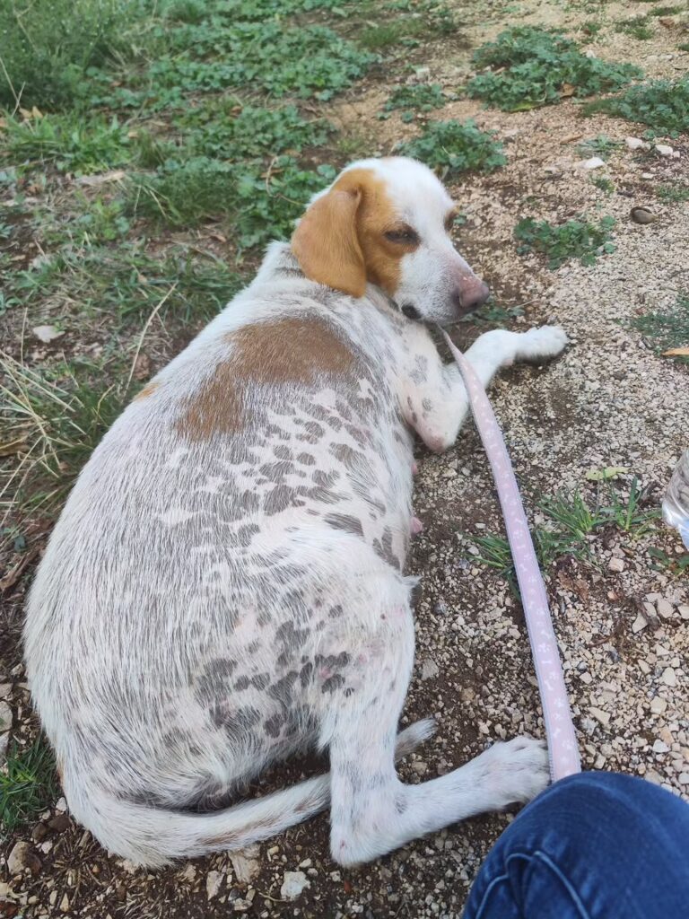 Die Geschichte von Joesy – Bild 2