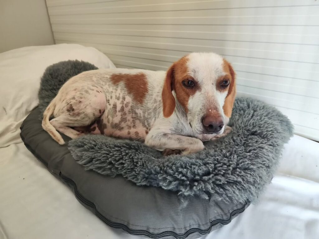 Die Geschichte von Joesy – Bild 3