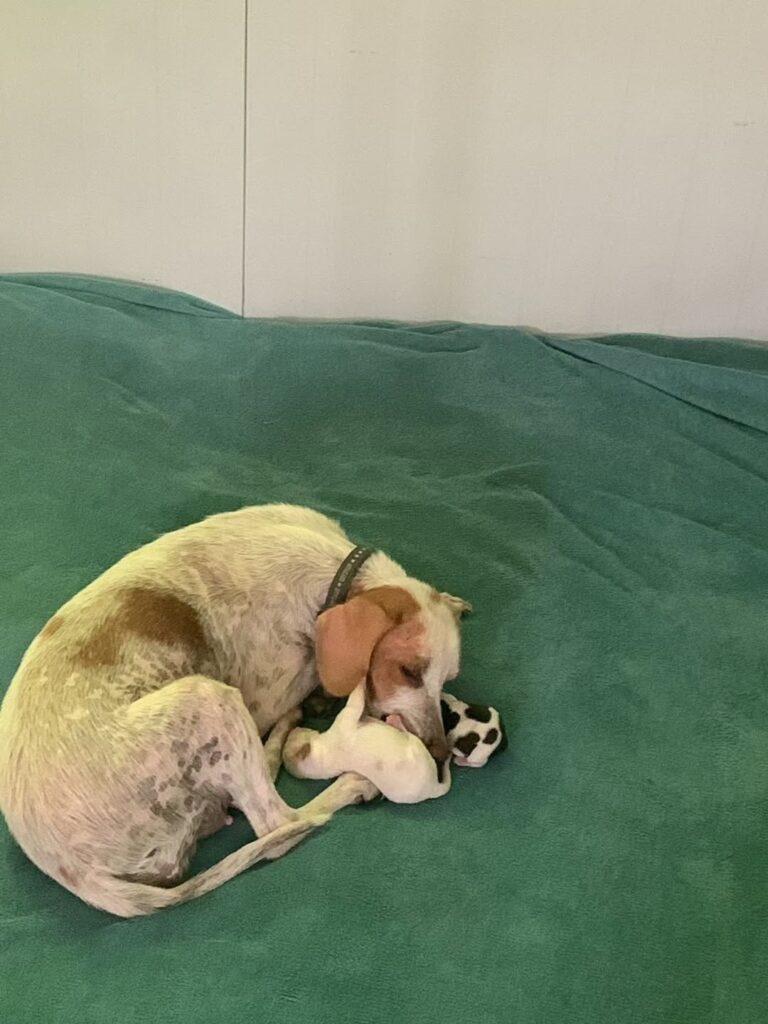 Die Geschichte von Joesy – Bild 4