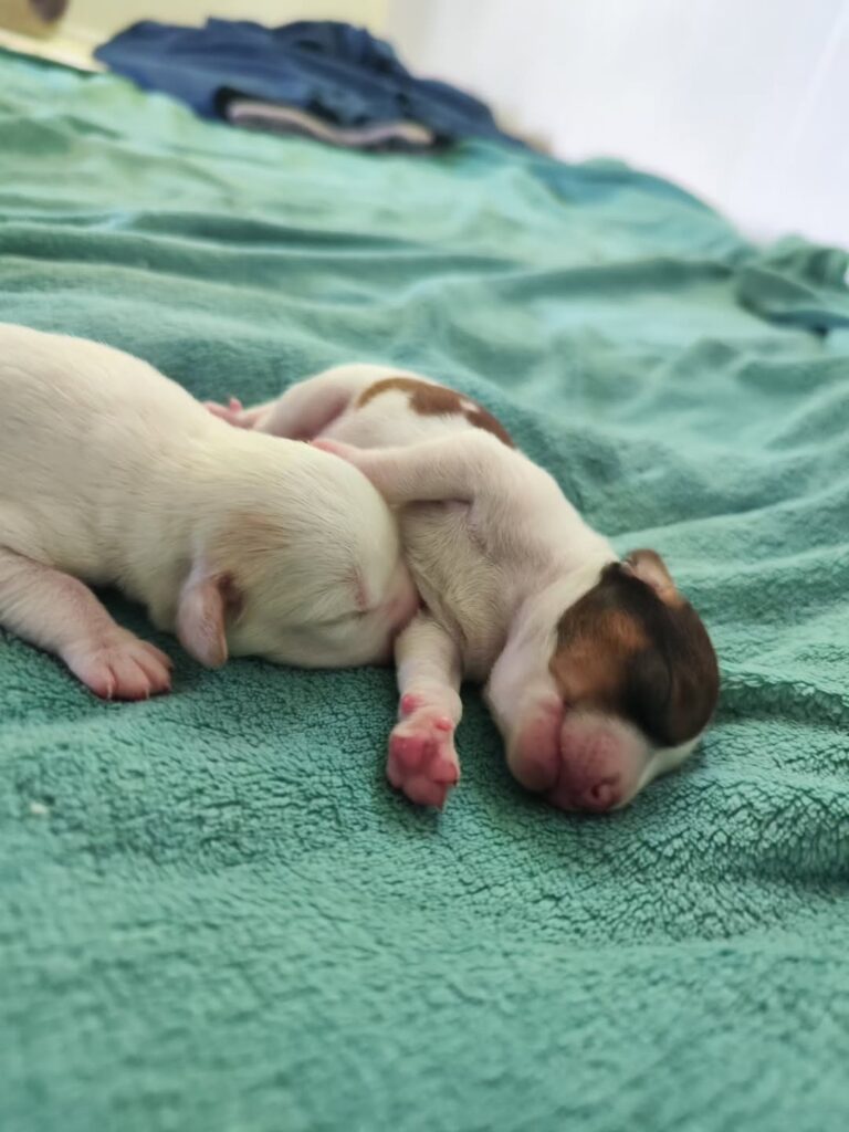 Die Geschichte von Joesy – Bild 5