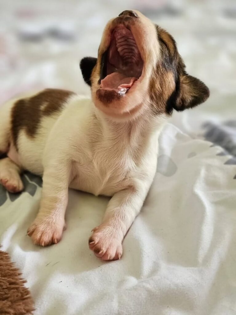 Die Geschichte von Joesy – Bild 6