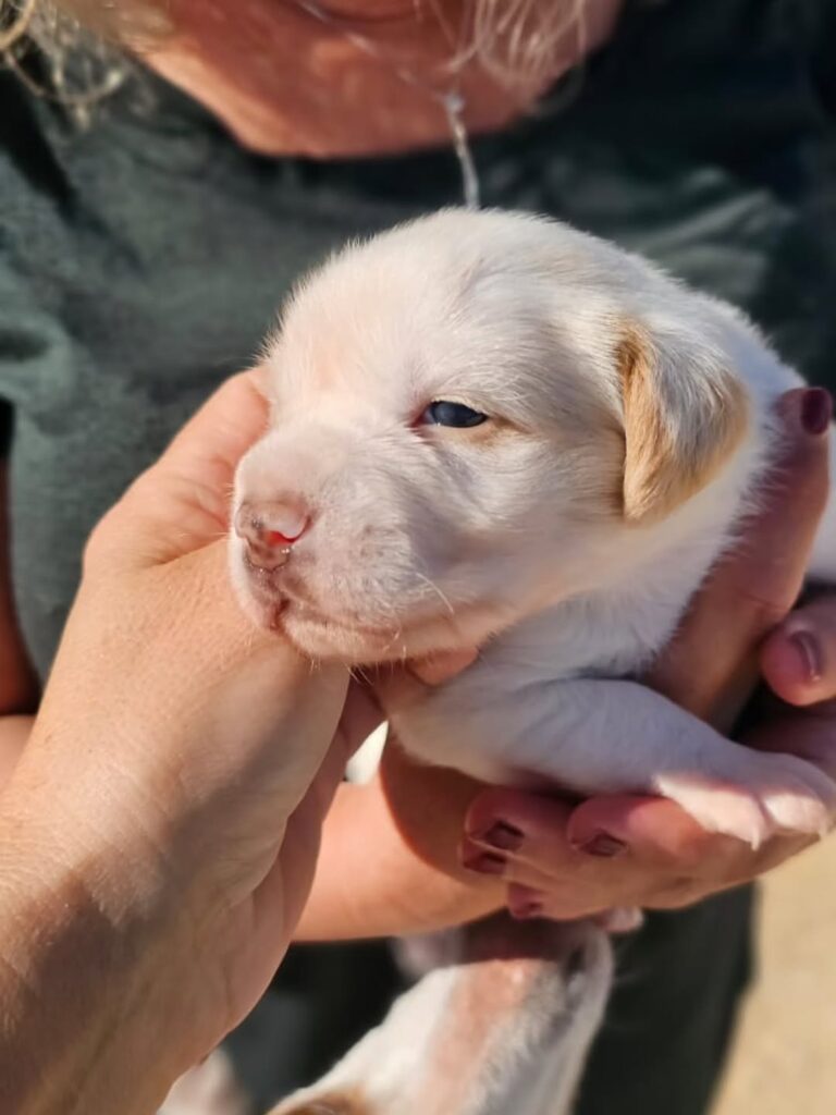 Die Geschichte von Joesy – Bild 7