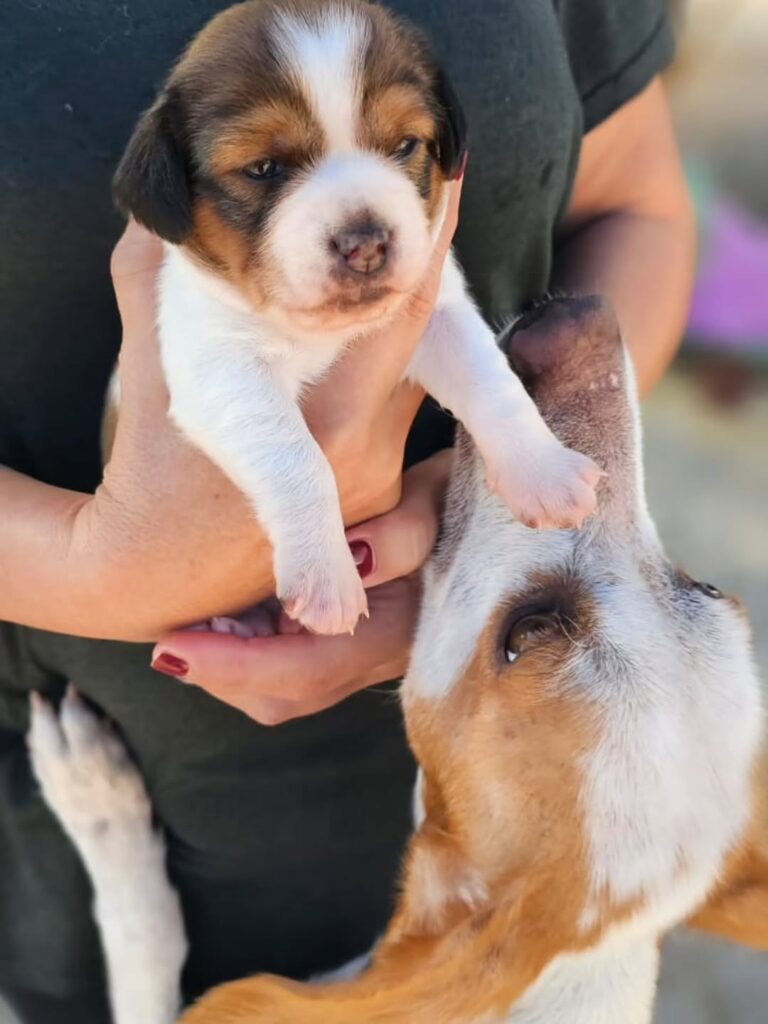 Die Geschichte von Joesy – Bild 8