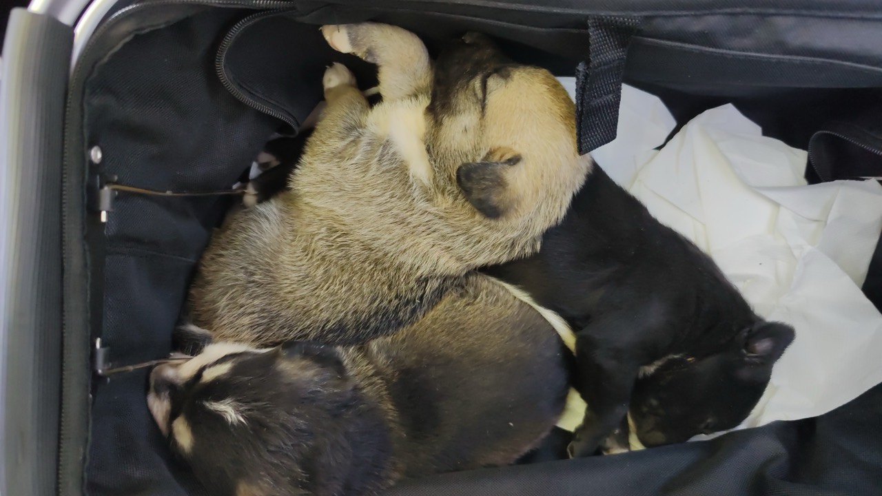 Bianca – Hund zur Vermittlung