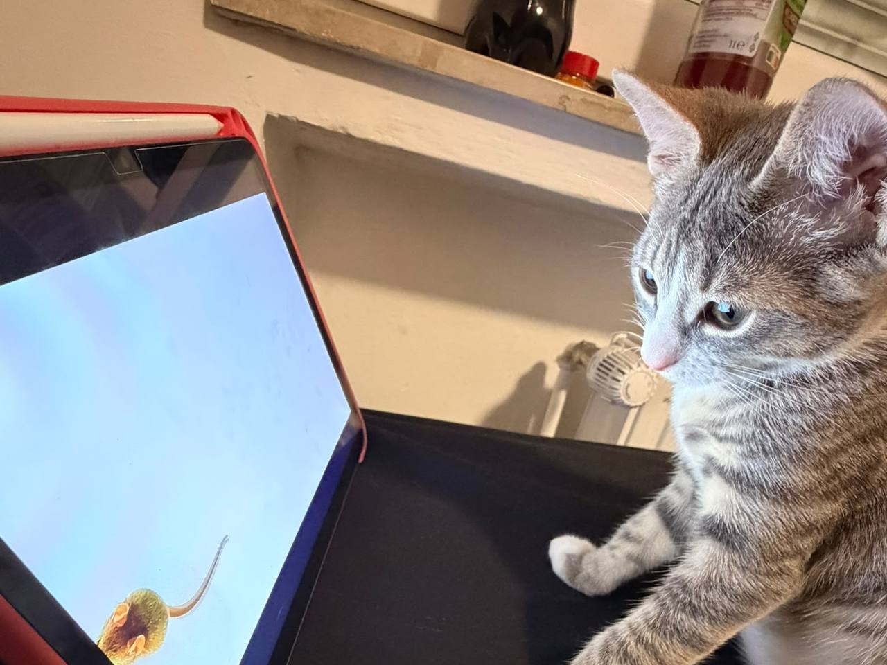 George – Erfolgreich vermittelt