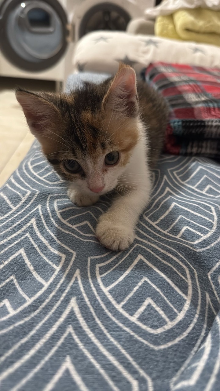 Drei Katzenkinder Foto 10