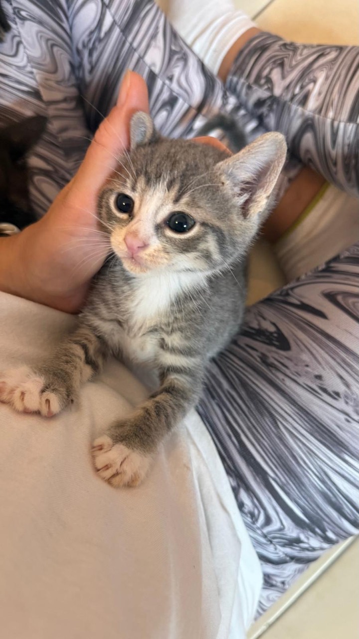 Drei Katzenkinder Foto 11