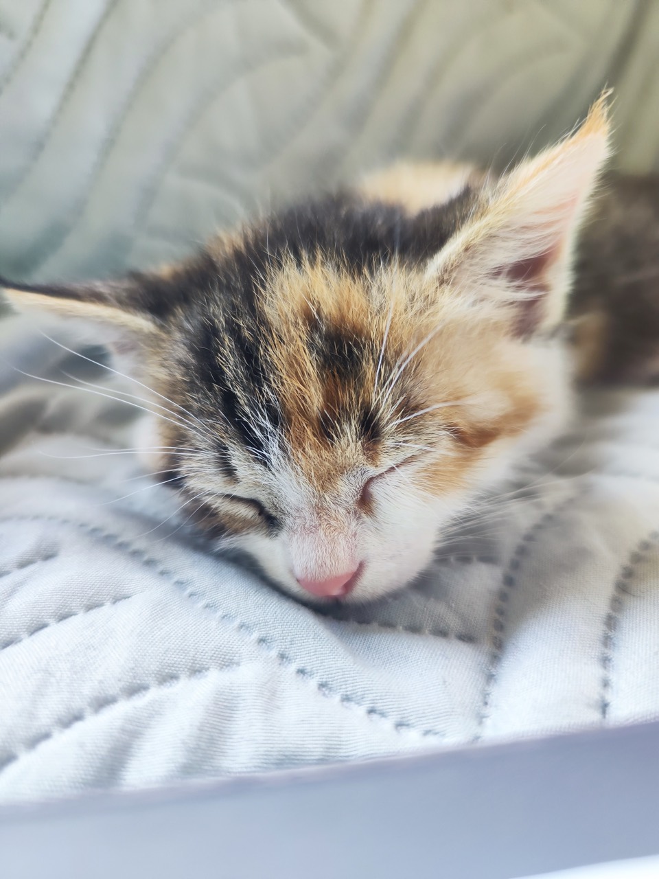 Drei Katzenkinder Foto 2