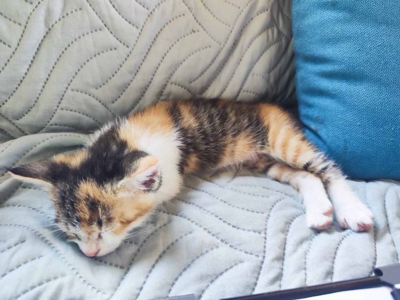 Drei Katzenkinder Foto 3