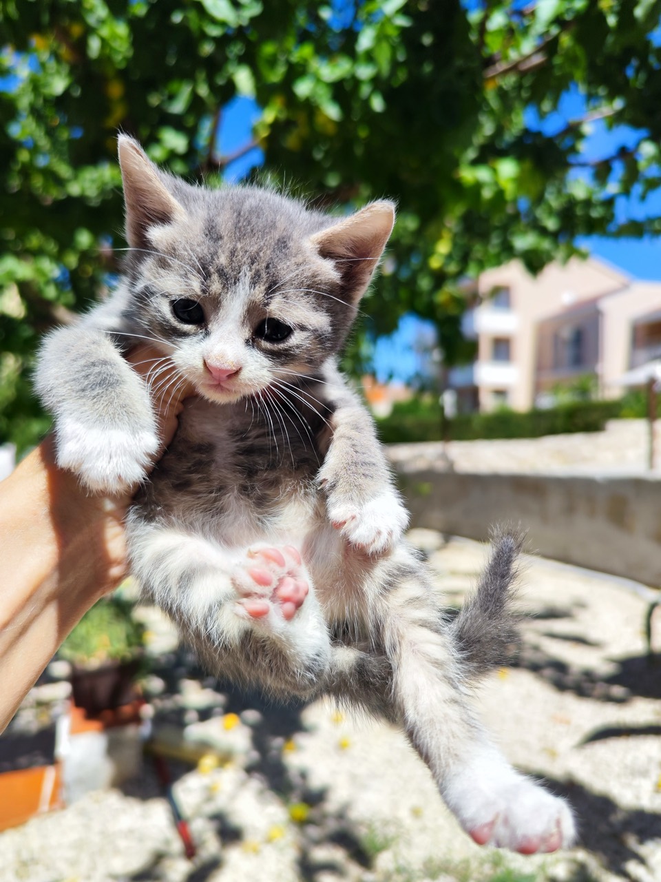 Drei Katzenkinder Foto 8