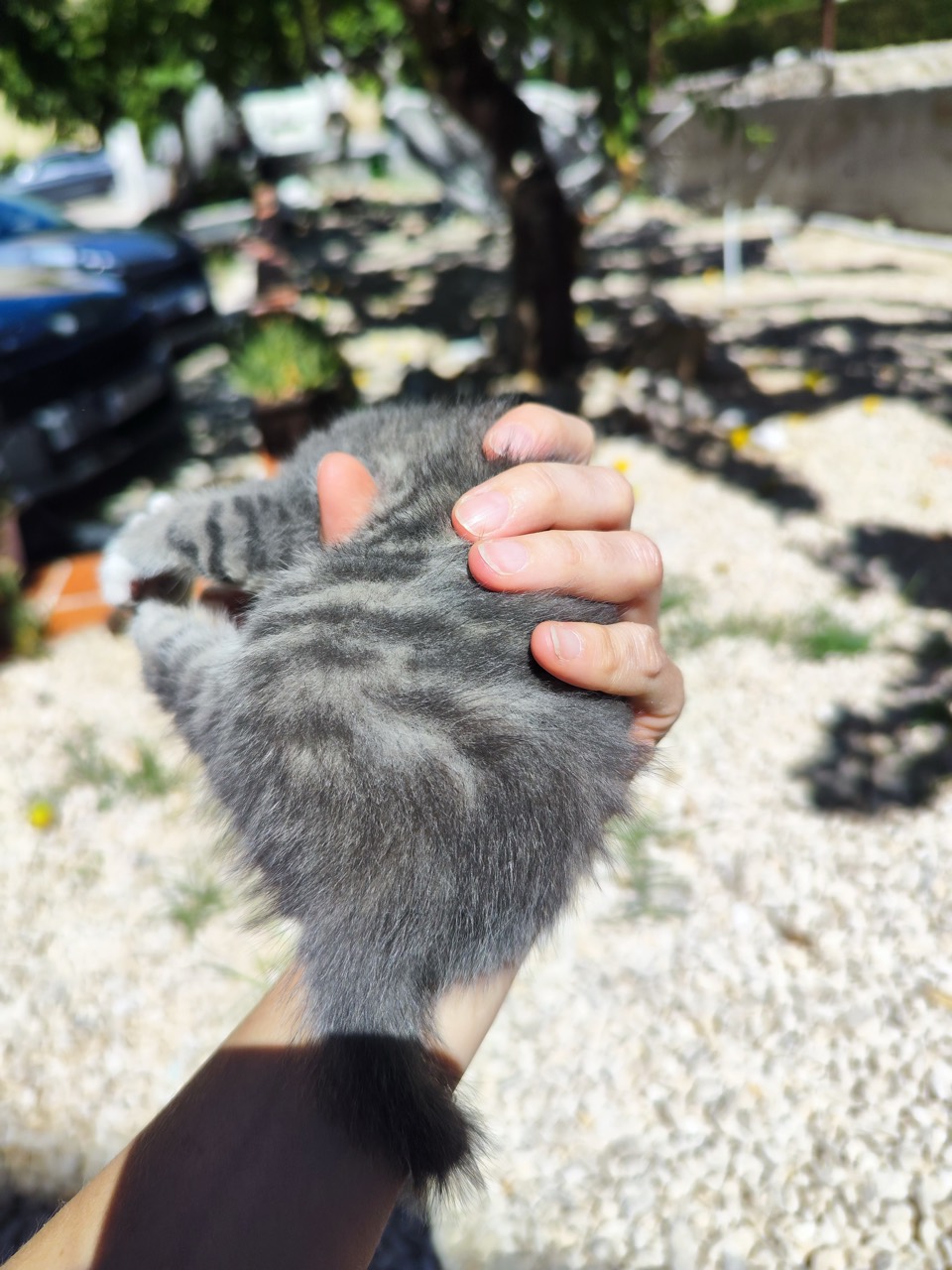 Drei Katzenkinder Foto 9