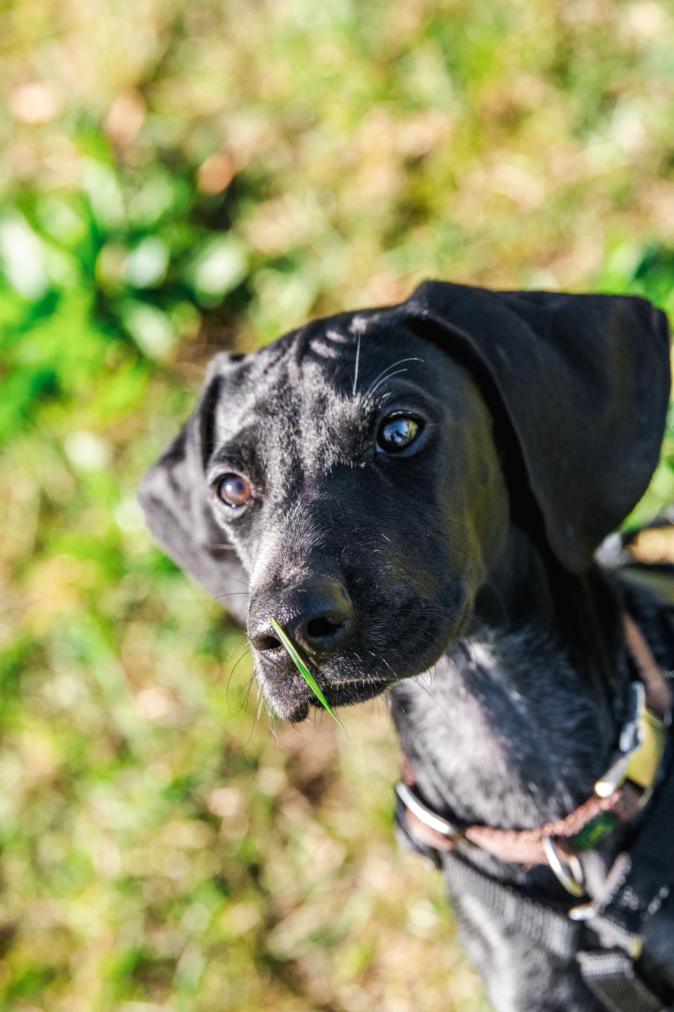 Pako – Erfolgreich vermittelt