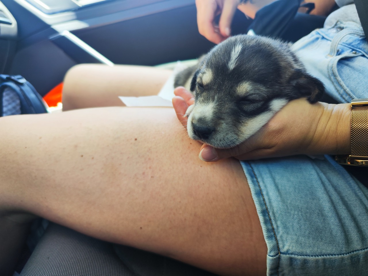 Paul – Hund zur Vermittlung