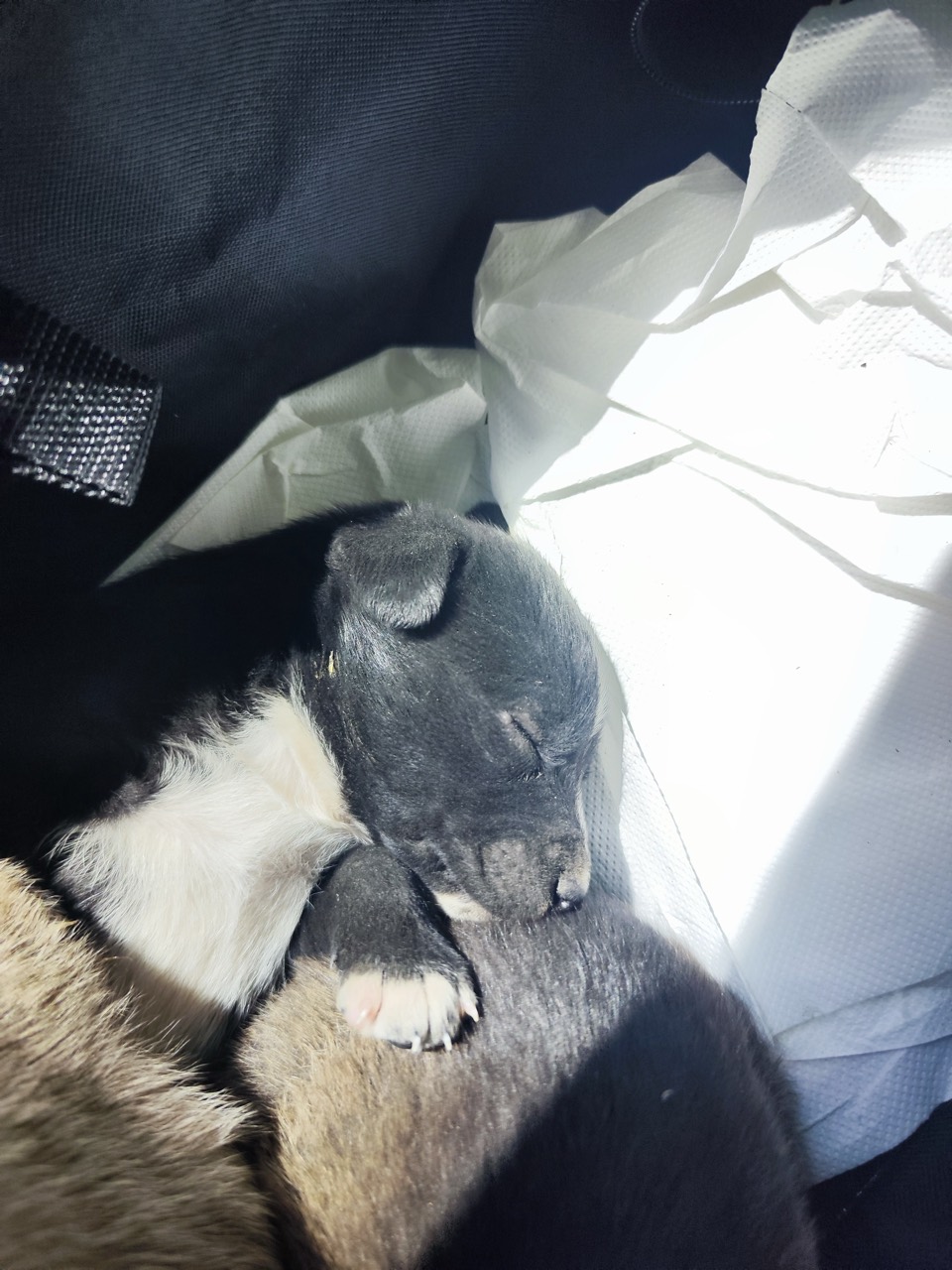 Paula – Hund zur Vermittlung