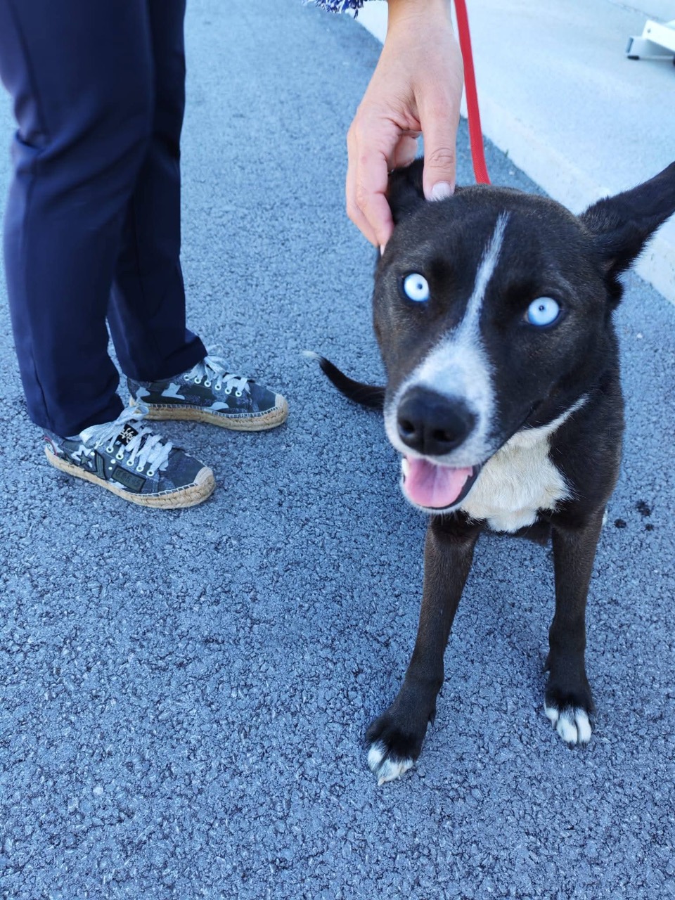 Rea – Hund zur Vermittlung