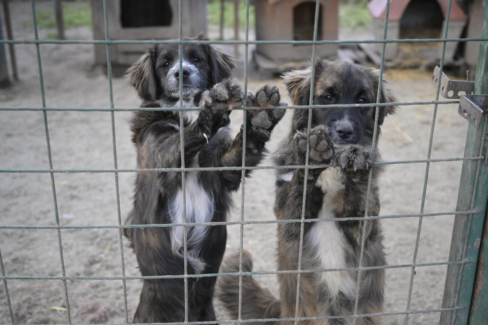 Vorurteile gegenüber Tieren aus dem Tierheim | Faktencheck